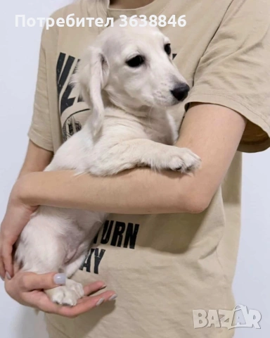 миниатюрен дългокосмест дакел, снимка 7 - Дакели - 51332954