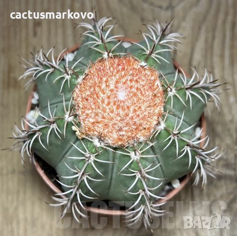 Melocactus matanzanus, снимка 2 - Стайни растения - 45430791