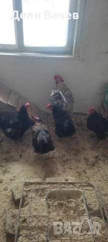 кокошки супер харко 