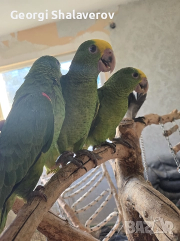 Продавам ръчно хранени бебета Амазони, снимка 3 - Папагали - 51638751