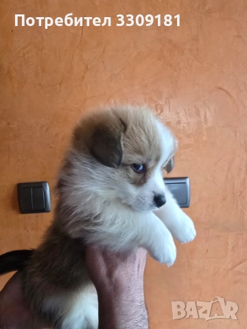 Уелско Корги , снимка 7 - Други - 54006742