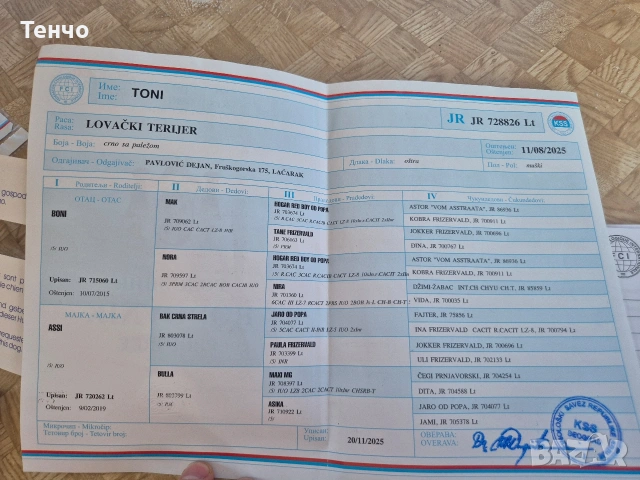 Мъжки ягдтериер, снимка 6 - Ягдтериер - 53781200