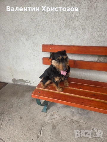 ягдтериер яктериер обучени на подземен лов и гонки, снимка 2 - Ягдтериер - 54034021