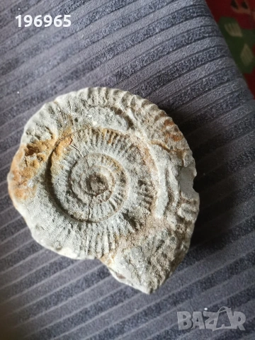 древен каменен фосил , снимка 2 - Колекции - 53220347