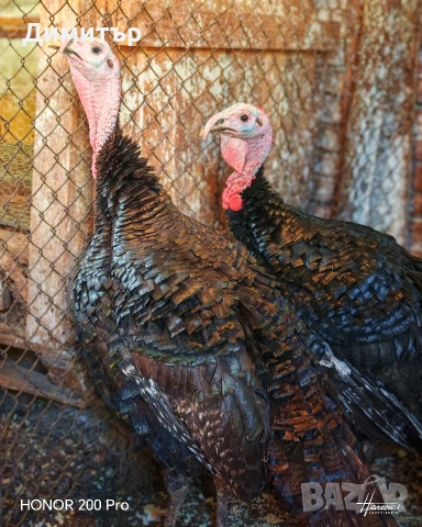 Пуйки порода Артисан 