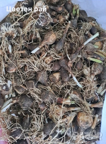 Луковици на нарциси микс 10бр , снимка 7 - Градински цветя и растения - 51559441