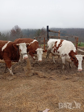 Продавам четири крави и четири телета,, снимка 2 - За селскостопански - 54122735