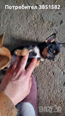 Мини чихо-пинчер момиче , снимка 2 - Пинчер - 53368840