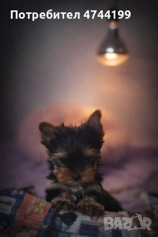 Йоркширски териер- 45 дни 