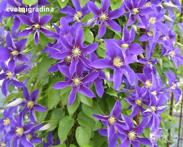Clematis ‘Neonka’(Клематис Неонка), снимка 2 - Градински цветя и растения - 50937707