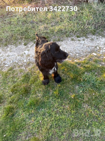 Куче за трюфели, снимка 8 - Кокер шпаньол - 52734730