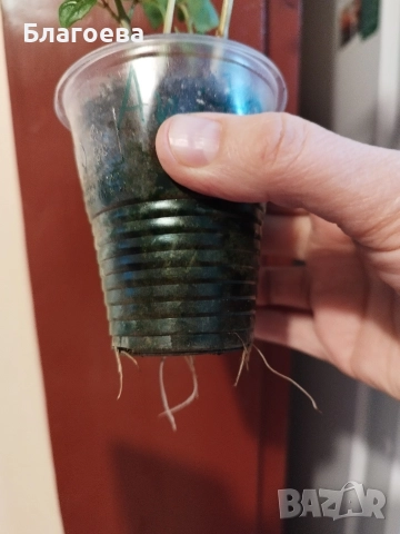 Обичка многогодишна/Фуксия Магеланика розово-цикламена, снимка 4 - Стайни растения - 52511813