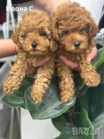 Той пудел, снимка 1