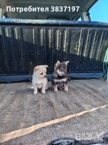 мъжки и женски кучета 