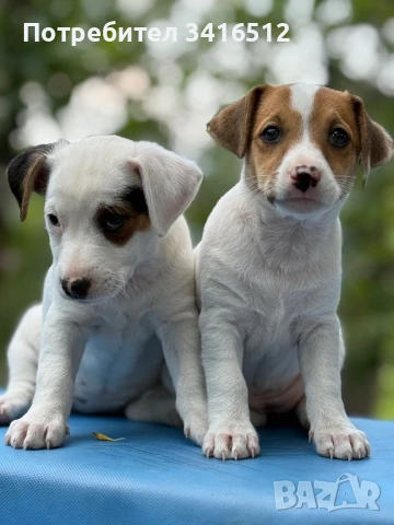Женски Кучета Джак Ръсел, снимка 1