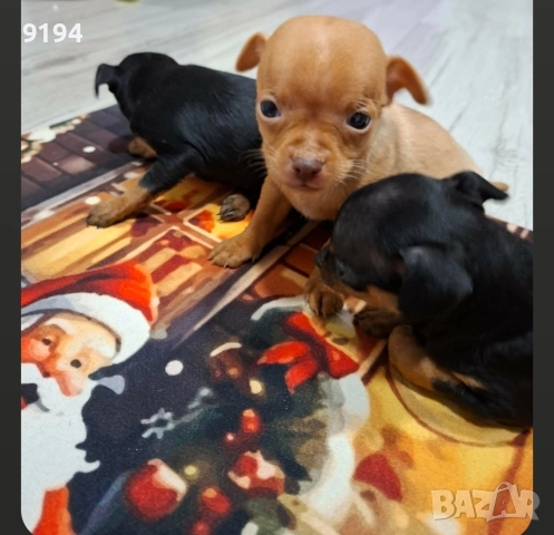 пинчери., снимка 6 - Пинчер - 52724103