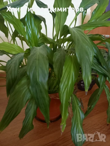 Спатифилум  