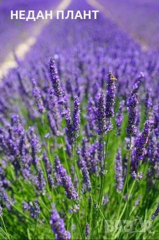 Лавандула , снимка 2 - Градински цветя и растения - 51047399