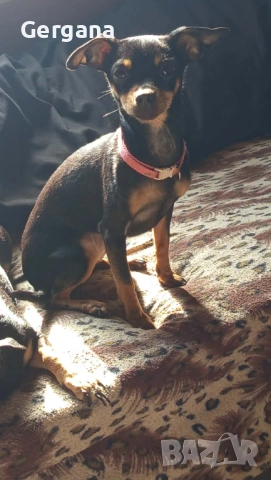 Пинчери чистокръвни 