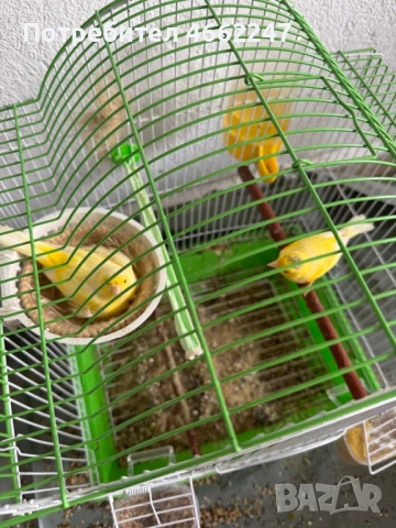 Чистокръвна Малиноа , снимка 2 - Канари - 54124092