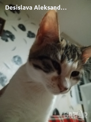Подарявам много красиви домашни котенца , снимка 2 - Други - 52971480