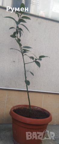 Дафинов лист (лавър), снимка 8 - Градински цветя и растения - 28988020
