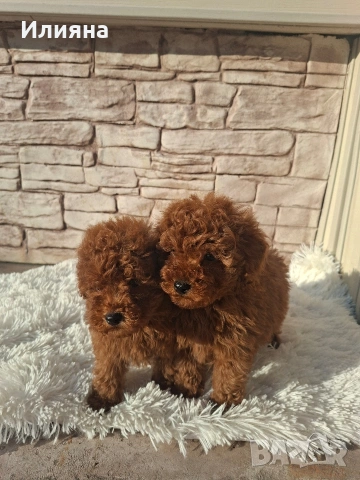 Пудел той момчета , снимка 5 - Пудели - 53747944