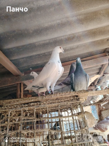 Продавам Пощи, снимка 2 - Гълъби - 53653012