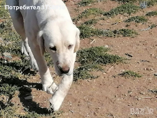 продавам алабаи на 4м , снимка 1