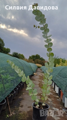 Евкалипт, снимка 13 - Други стоки за дома - 52773023