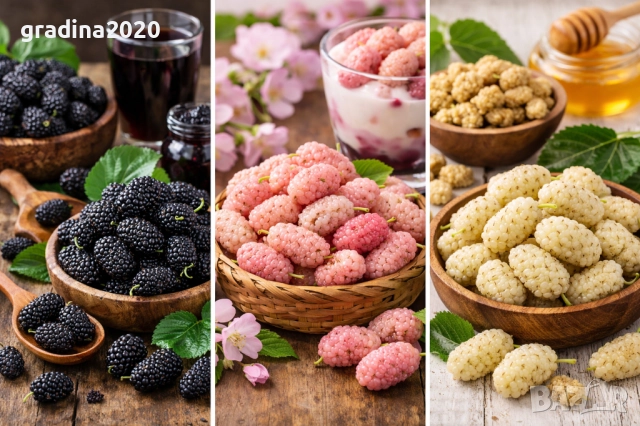 Черница – черна, розова и бяла