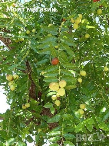 Хинап, снимка 3 - Градински цветя и растения - 53632591