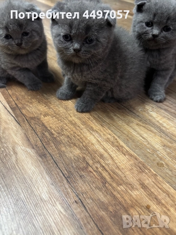 Шотландски клепоухи пухчета, снимка 5 - Британска късокосместа - 52636502