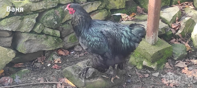 Продавам петел порода черна брама, снимка 5 - Кокошки и пуйки - 52953944