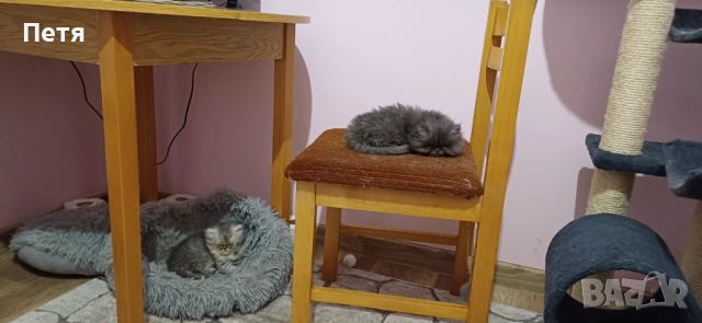 Персийски котенца, снимка 2 - Персийска - 46129032