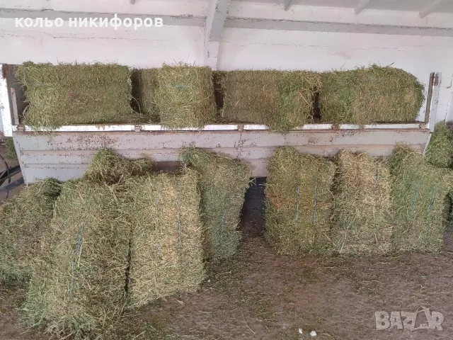 Бали люцерна /2025г./, снимка 1