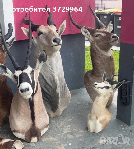 Трофеи - орикс, Еланд, воден козел