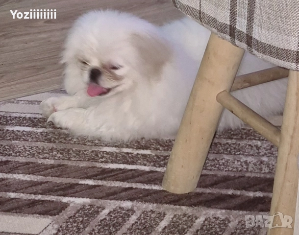 кралски пекинез момче, снимка 7 - Пекинез - 52804304