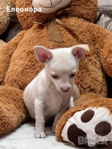 Прекрасно Мъжко Чихуахуа, снимка 3 - Чихуахуа - 53637873