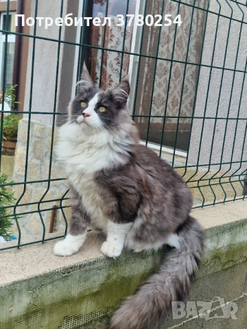 Мейн Кун , снимка 3 - Мейн кун - 53490558