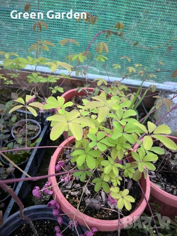 Шоколадова лоза Акебиа