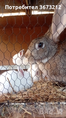 Продавам женски заек заедно с малките . , снимка 2 - Други - 52182789