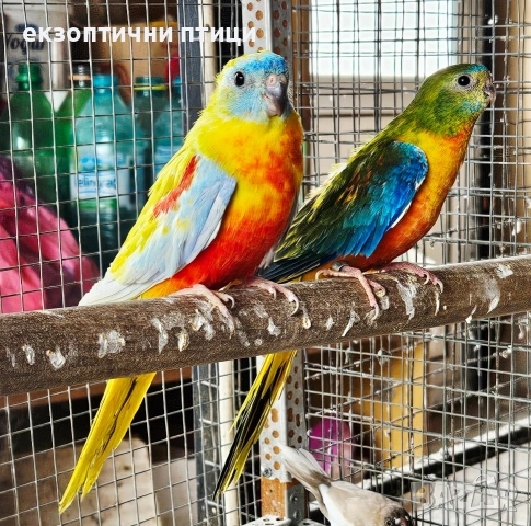 Продавам Двойка Неофеми, снимка 3 - Папагали - 53927992