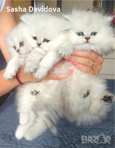 Британски дългокосмести котенца, снимка 6 - Други - 54040960