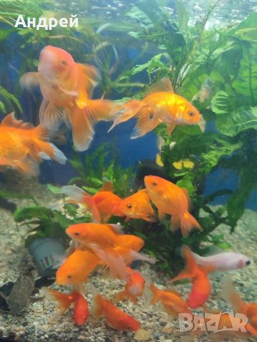 Златни рибки, снимка 3 - Рибки - 45447990