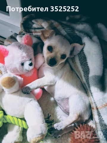 ПРОДАВАМ  ЧИХО-ПИНЧЕР БЯЛО  МОМИЧЕНЦЕ  НА 42 ДЕНА  !, снимка 2 - Пинчер - 53577680