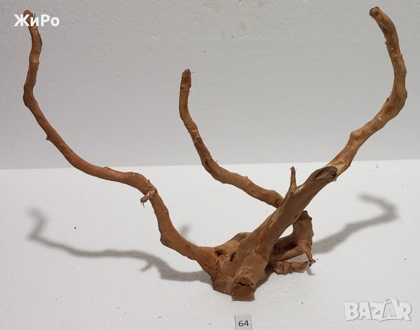 Корен от Азалия /декорация/ 64