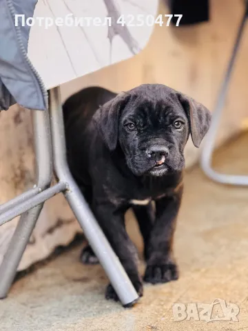 Cane Corso, снимка 7 - Кане корсо - 47892403