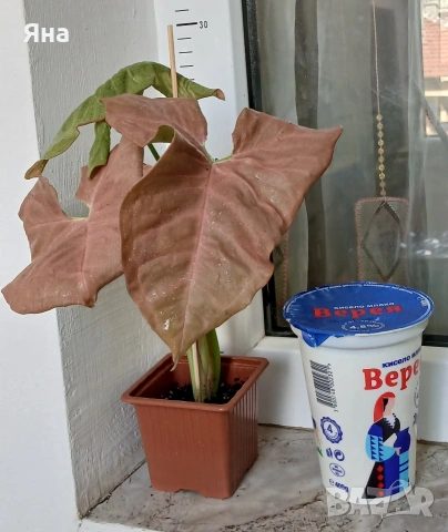 Розов сингониум /неон/, снимка 2 - Стайни растения - 51851209
