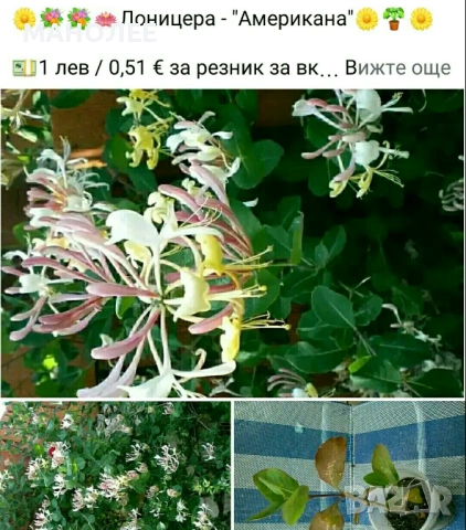 💐🪴💐Лоницера - 3 вида🎁🦋🌷, снимка 2 - Градински цветя и растения - 53927548